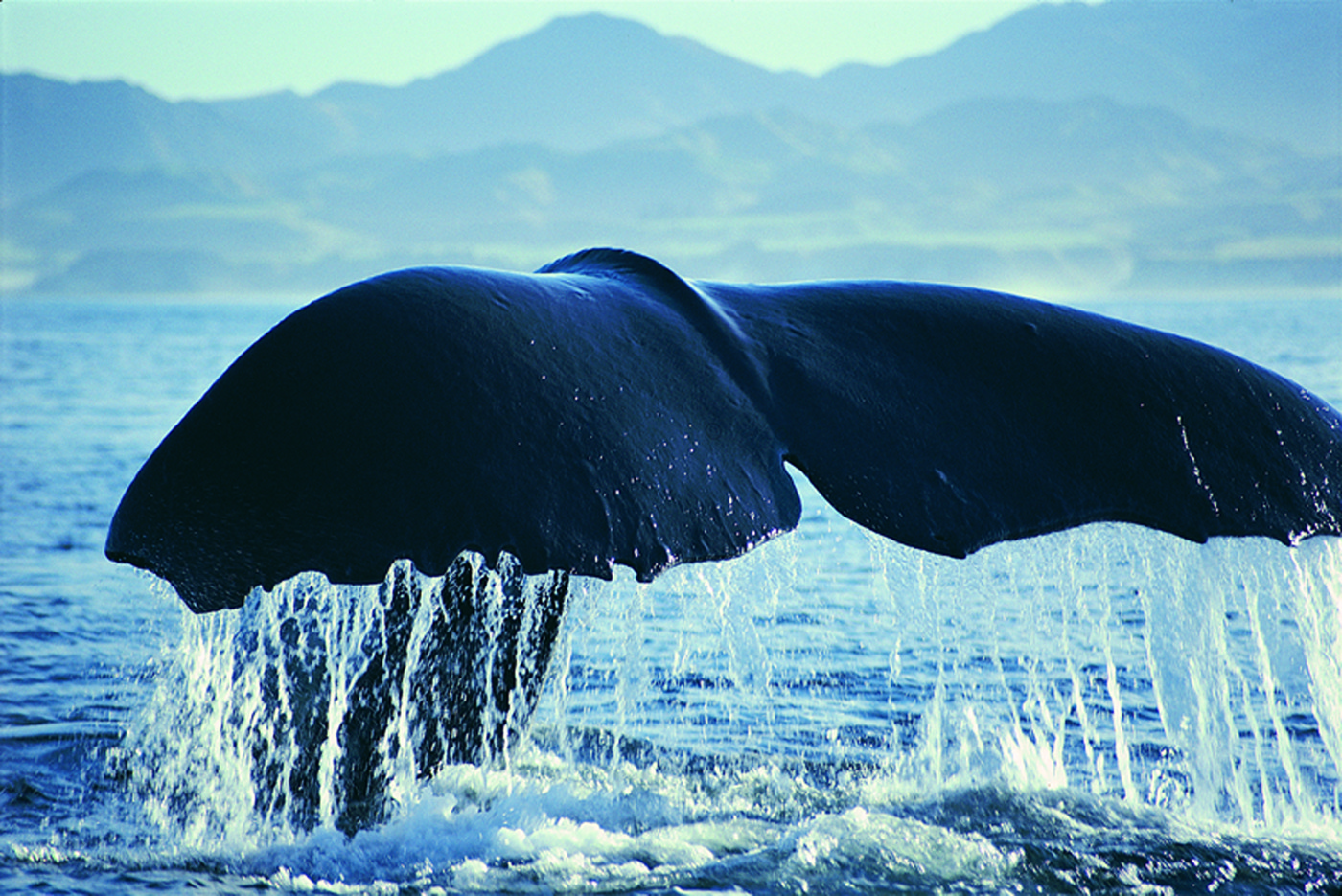 Best Whale Watching Sites in the East Pacific • Travel Tips